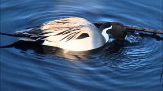 Anas acuta at Piper Spit