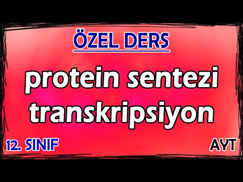 4) Protein Sentezi - Transkripsiyon - Özel Ders (12. Sınıf)