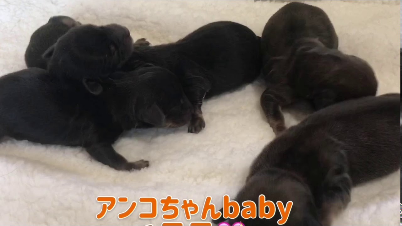 ミニチュアダックス専門ブリーダー アンコちゃんbaby成長記録 Youtube