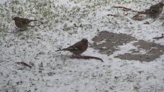 Buchfinken, ein Bergfink und ein Gimpelweibchen