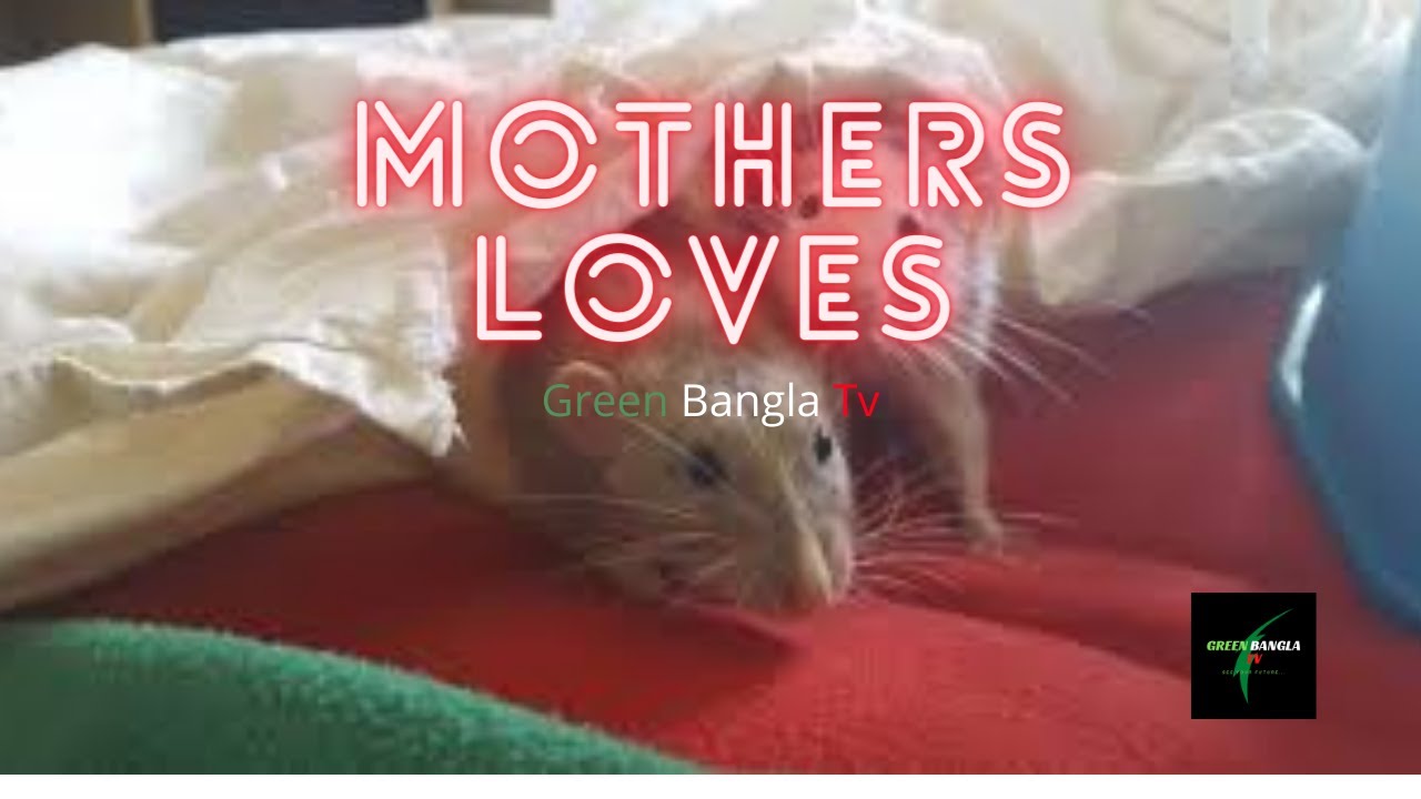 THIS IS MOTHERS LOVE