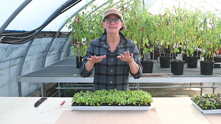 'Rainbow Sprinkles' MicroMix | Johnny's Selected Seeds