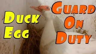 Turkey Egg Hatching Tips