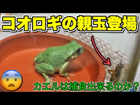 世界一可愛いアマガエル 19 21 Youtube