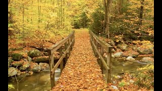 NOW Program Educational Webinars: Mindfulness