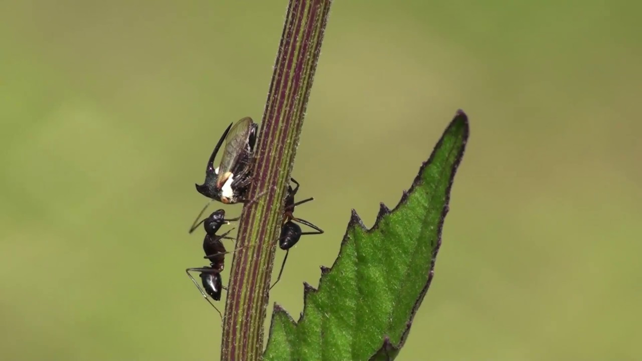 Ants and plants insects picture