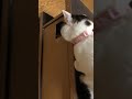 ざきおのパンチ🤛マールびっくりtuxedocat😆browntabby【#Shorts】