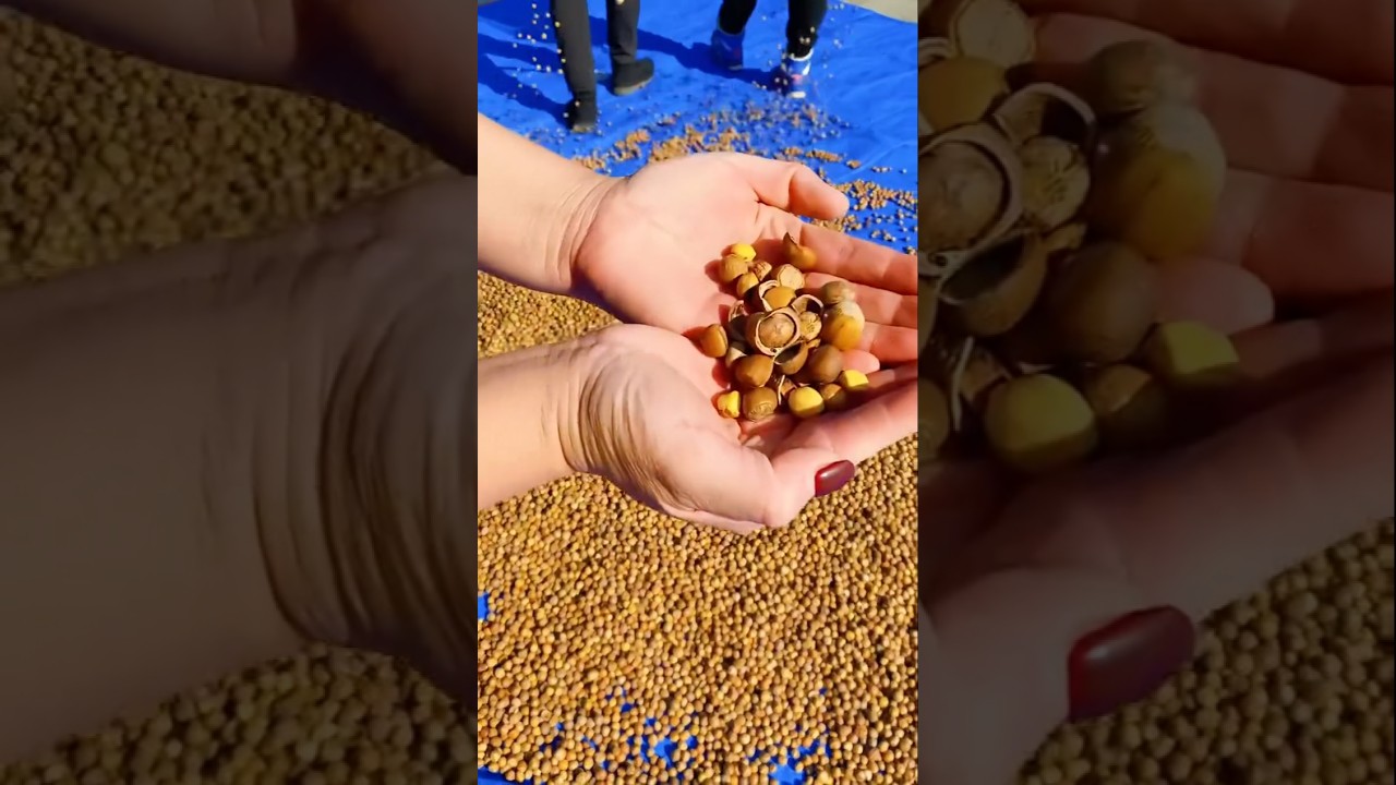 Delicious Pistachio Nuts Pile unboxing ASMR video enjoy 🤢