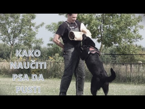 Video: Kako biti dosljedan s psima