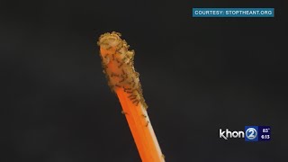 Little fire ants found in Waimanalo nursery, how to test your own home
