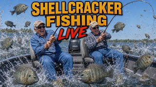 Kissimmee Special is Shellcracker fishing and Bluegill Fishing live!