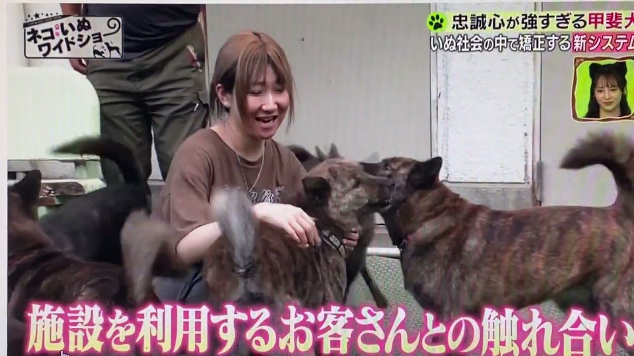 BS朝日「ネコいぬワイドショー」で紹介｜いわき甲斐楽園の保護犬たち