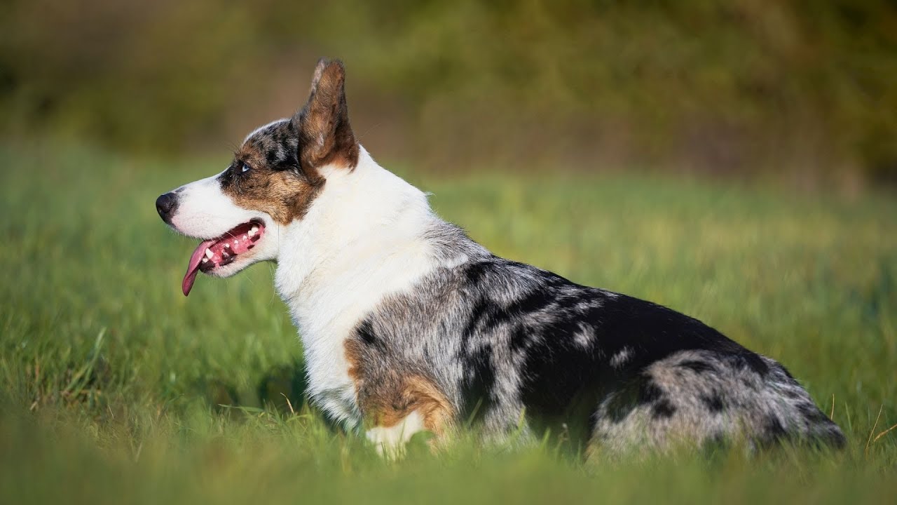 Train Your Cardigan Welsh Corgi: Joy and Challenge!