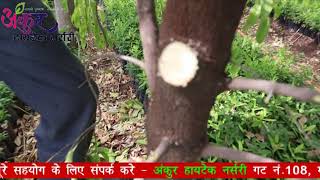 Sandalwood cutting ( pruning) Hindi