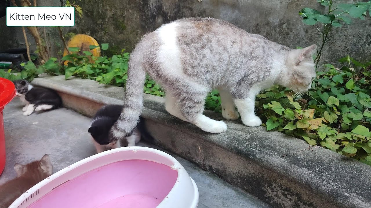 Smell the kittens, smell the leaves Meo cat sniffed everywhere