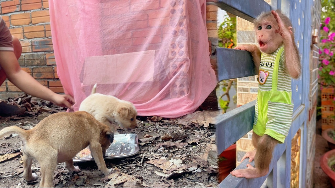 Lulu Waits Patiently as Dad Gives Dinner to Two Poor Puppies and Sets a Mosquito Net
