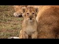 At home with the Lion cub | Little Big Cat | BBC