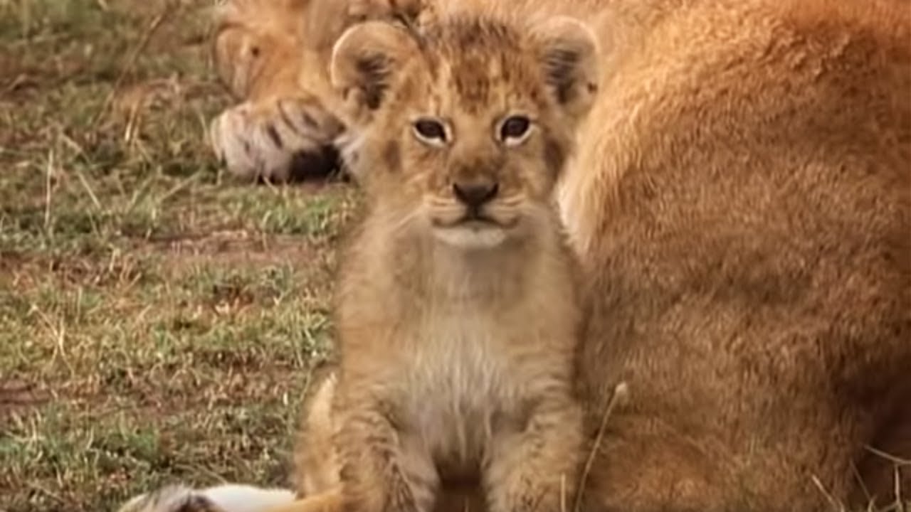 A Day in the Life of a Lion Cub Little Big Cat BBC Earth YouTube