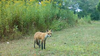 Fox Pup Listens to Coyote Pack Howling