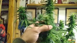 EARLY HARVESTING MY CANNABIS PLANTS (NOVEMBER 2021) 🌱 ✂️