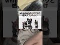 【衝撃】騎士Xの新曲「天才ですまん!」がM!LK「好きすぎて滅!」のパクリじゃないか?と話題に #shorts