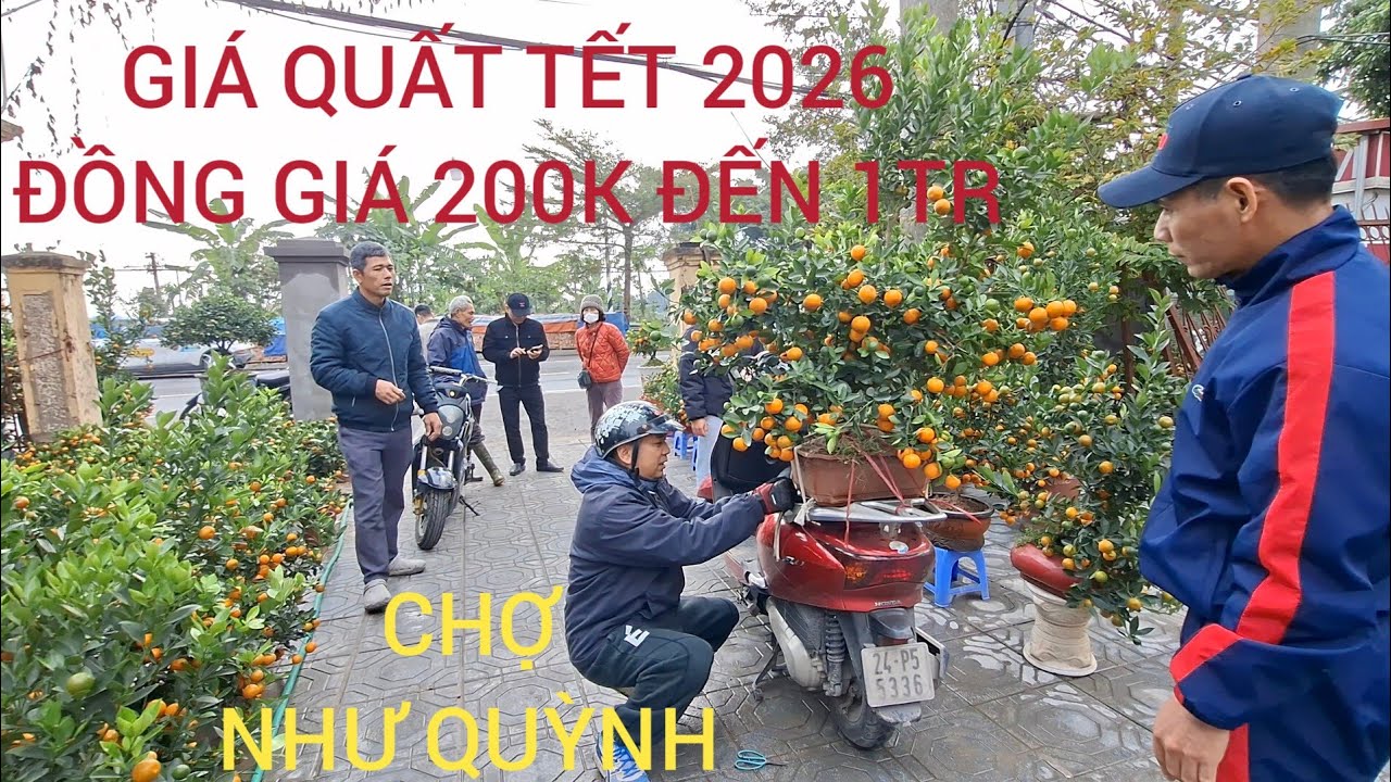 GIÁ QUẤT TẾT 2026 ĐỒNG GIÁ 200K ĐẾN 1TR CHỢ CŨ NHƯ QUỲNH 