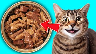 Instantly Improve Your Cat's Life with these 13 Things by Kitten Munch 54 views 3 weeks ago 10 minutes, 25 seconds