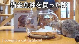 ♡金魚鉢とねこさんオーダーページ 猫用の金魚鉢を買いました。-I bought a fishbowl for my cat.- - YouTube