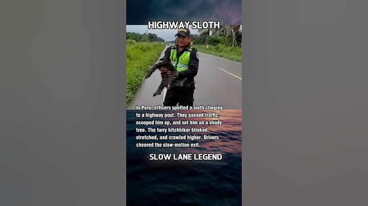 Police Rescue Sloth on Busy Road—Cutest Traffic Jam!