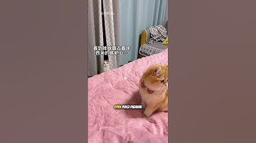 Neo mengintai dan menunggu oyen lengah 🙀😹💝 #shorts #animals