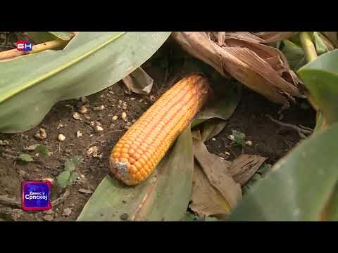 Video: Briga O Papcima Za Stoku, Koze I Ostale Preživare