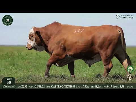 LOTE 50  Z337