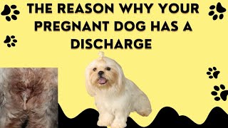 do pregnant dogs discharge