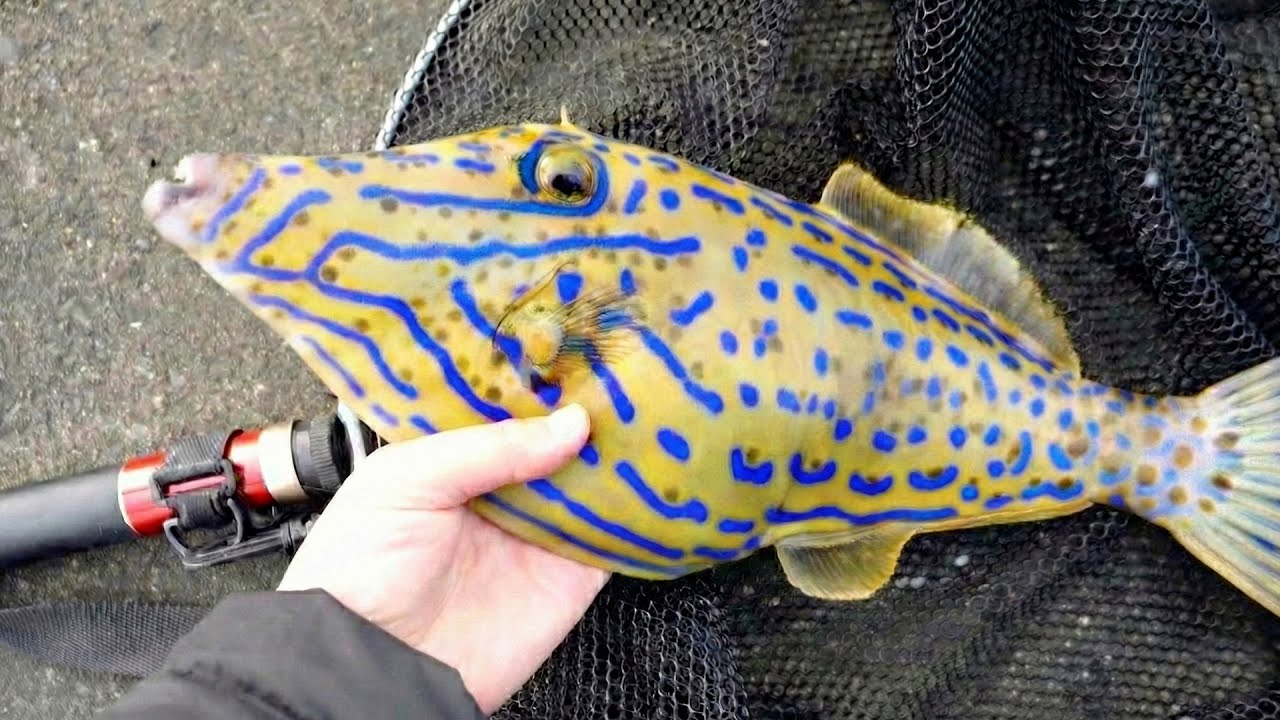 毒カワハギの刺身は美味い