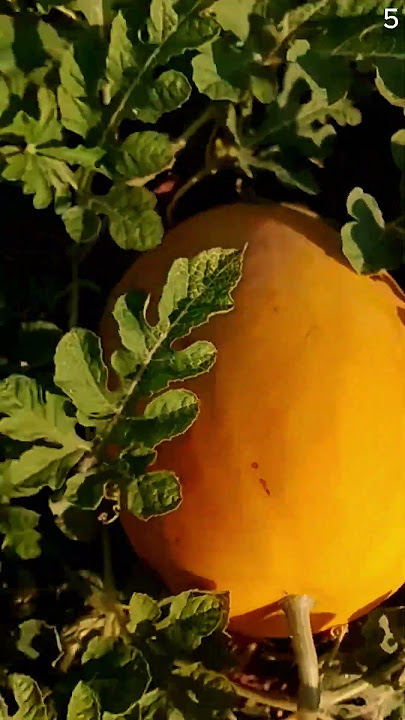 Panen melon dengan hasil yang sangat memuaskan #shorts