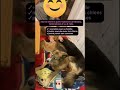 Shiatsu canin: évolution de Nora, chienne roumaine phobique humains