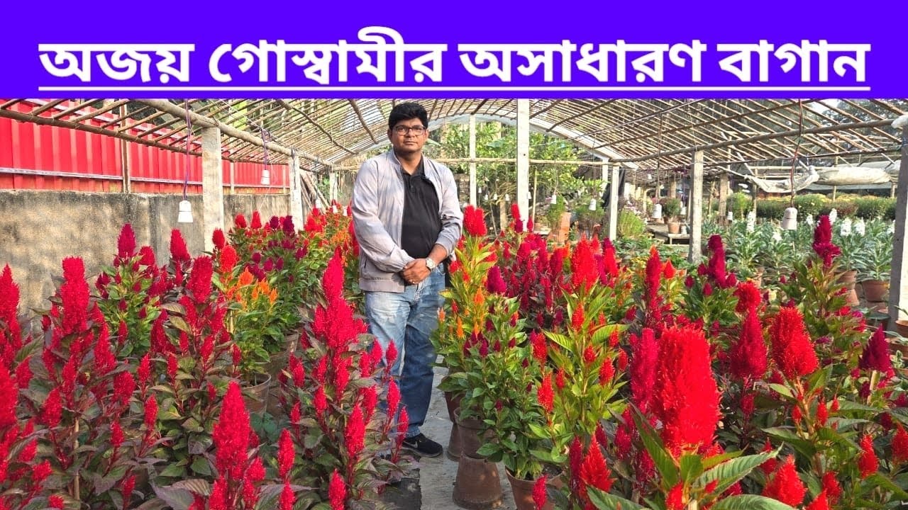 অজয় গোস্বামীর অসাধারণ বাগান|| Beautiful Garden Of Ajay Goswami ||
