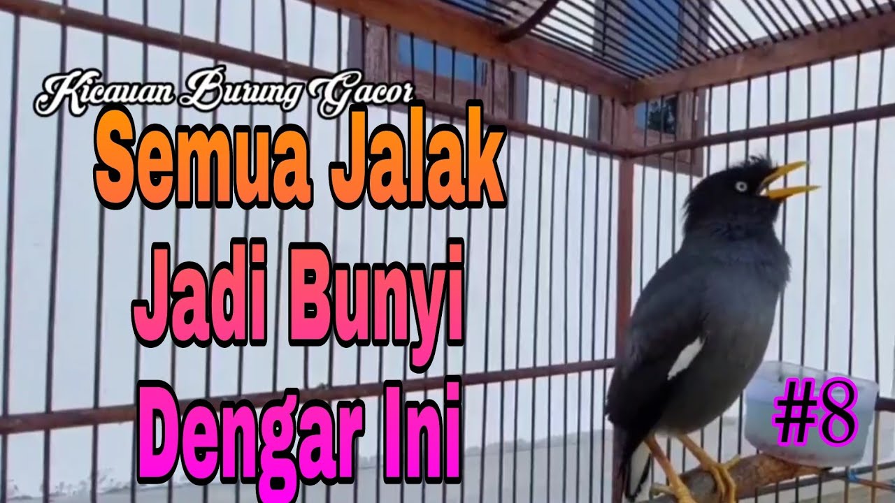 Semua Jenis Burung jalak Akan Bunyi dengar Pancingan Jalak Kebo Muda Ini #8