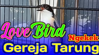 CENDET GACOR ISIAN LOVEBIRD NGEKEK KENARI GEREJA TARUNG