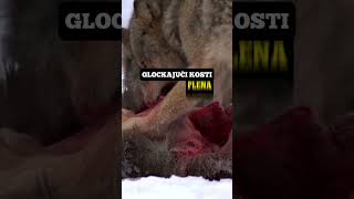 Pas Je Pas Nije Čoveknemojte Da Perete Zube Psima