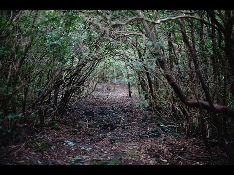 غابة الموت في اليابان Youtube