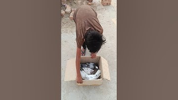 Kabuatar Shorts ✅ #kabutar #pigeon #shorts #birds #pigeonlover #viral #pets #shortsfeed #animals