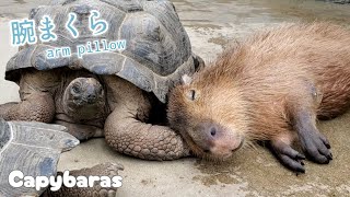 ゾウガメの腕まくらが心地いいカピバラさんw。Capybara|Giant tortoise  arm pillow  神戸どうぶつ王国