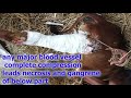 How vet treated and saved calf leg fracture with simple cast tibial fracture treatement in cattle
