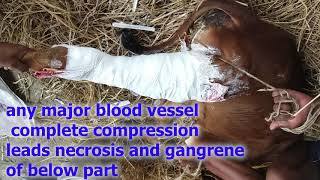 how vet treated and saved calf leg fracture with simple cast/ tibial fracture treatement in cattle