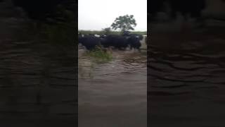 Traslado de ganado x inundaciones en Santa Fe (ARGENTINA)
