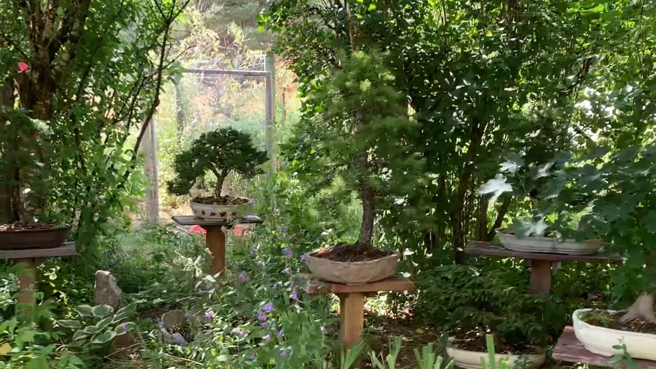 Summer Bonsai Garden Tour - Continued . . . 