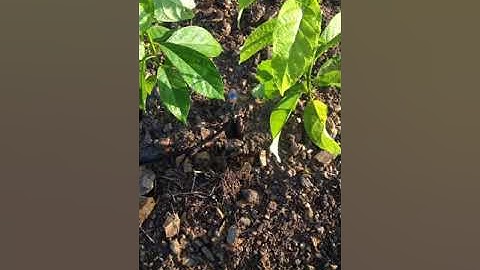 Tưới phun mưa dưới gốc cho cây ăn trái bằng béc tưới chống côn trùng giá rẻ! Liên hệ: 0394459907