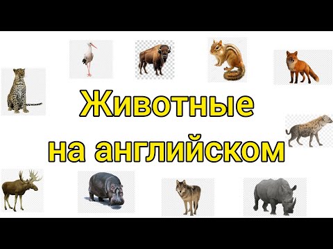 Видео: Животные на английском. Animals.