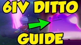 BEST 6IV DITTO GUIDE - Pokemon Sword and Shield 6IV Ditto Farming